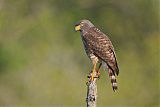 Roadside Hawkborder=